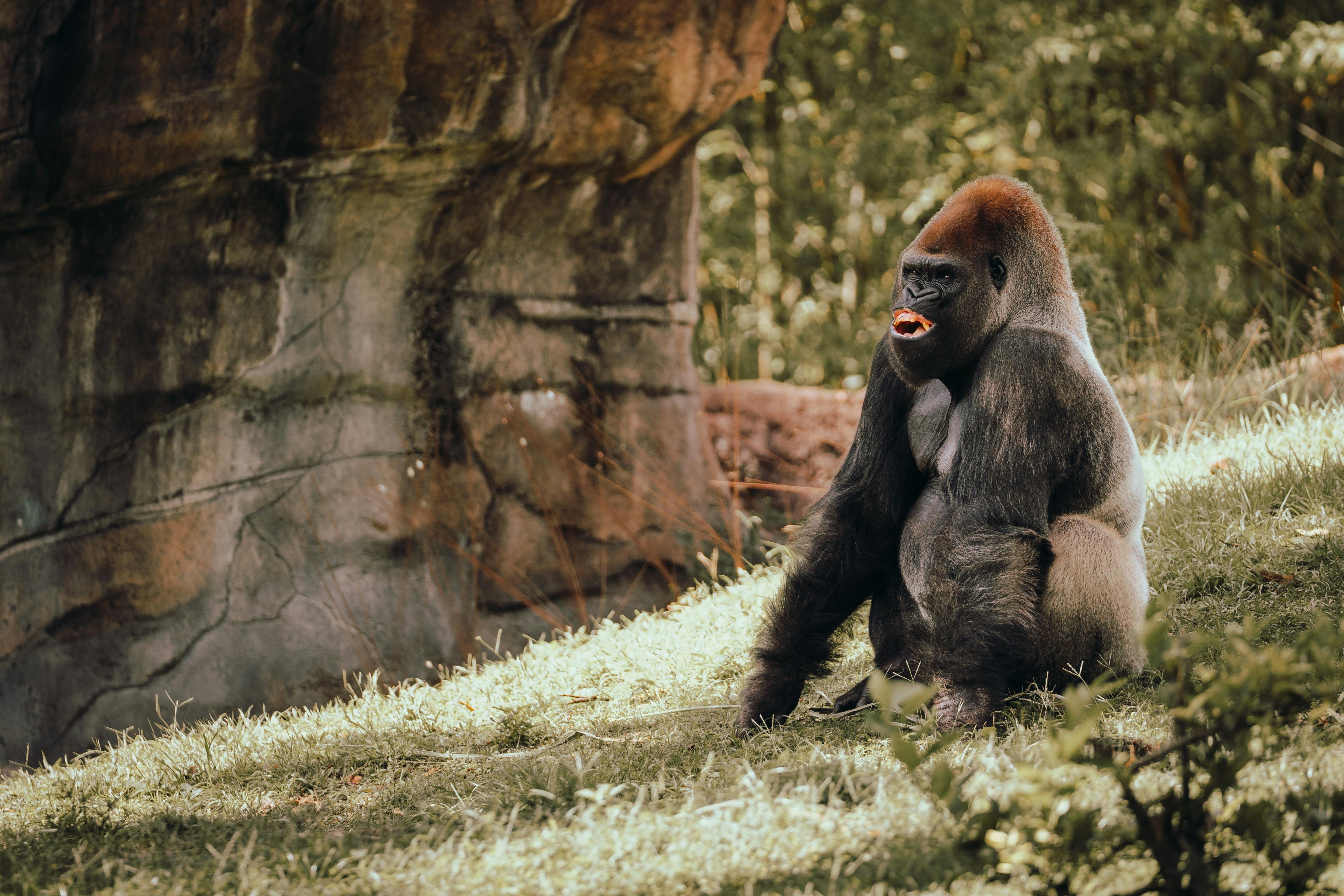 Gorilla Trekking