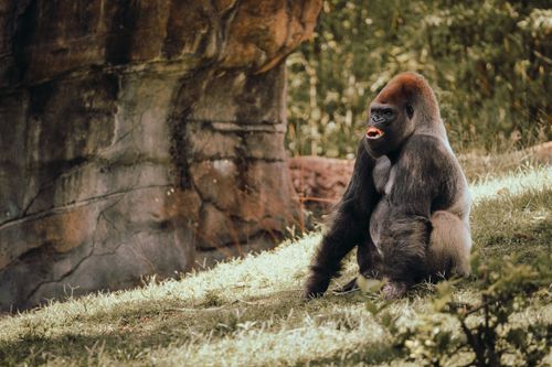 Free Wild gorilla sitting in a forest setting, showcasing its majestic presence. Stock Photo