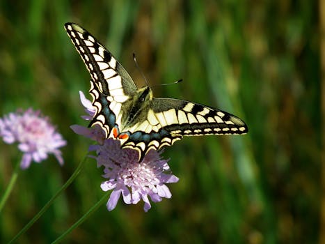 Blue and Black Butterfly on Green Leaves · Free Stock Photo