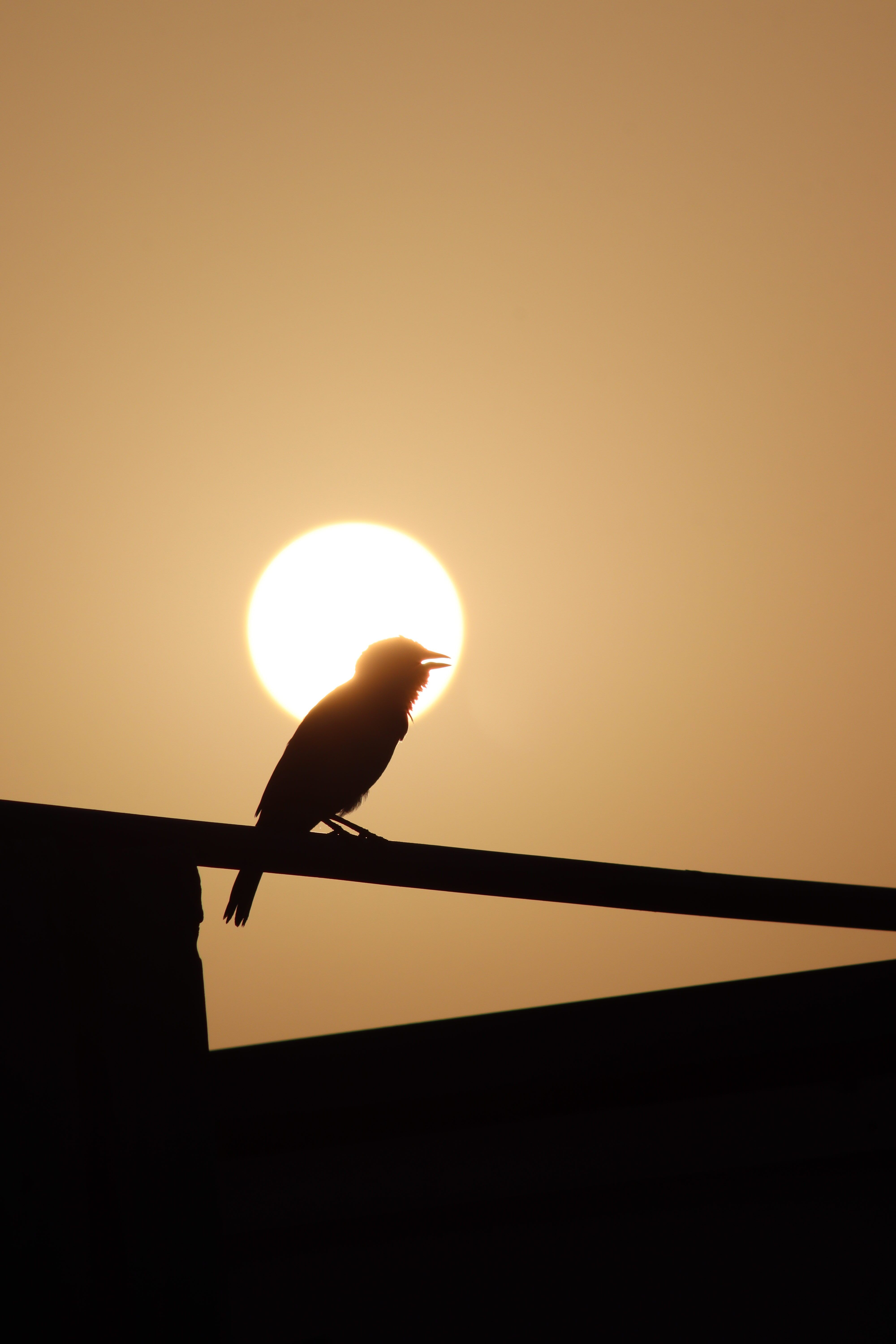 7.000+ melhores imagens de Pássaro Da Manhã · Download 100% grátis