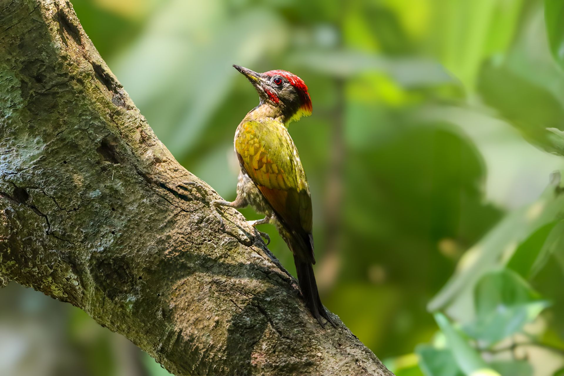 A colorful woodpecker perched on a tree trunk in a lush forest setting.