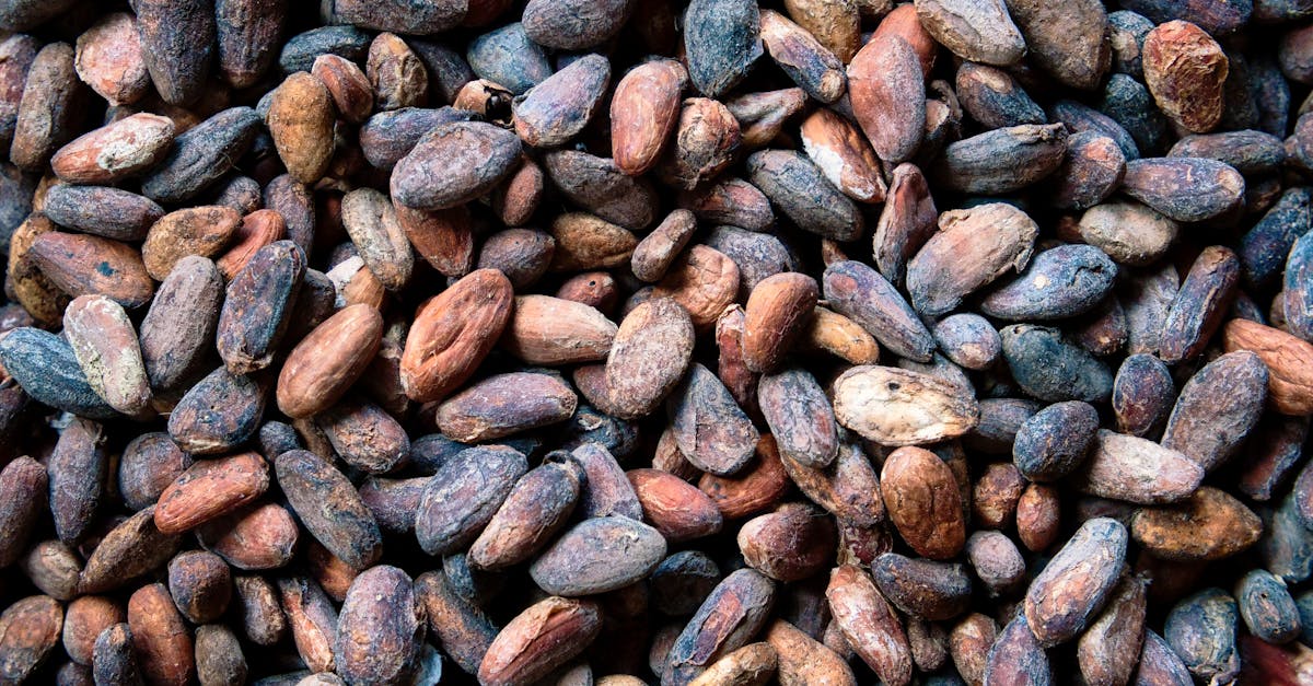 Beneficios del cacao puro en tu dieta