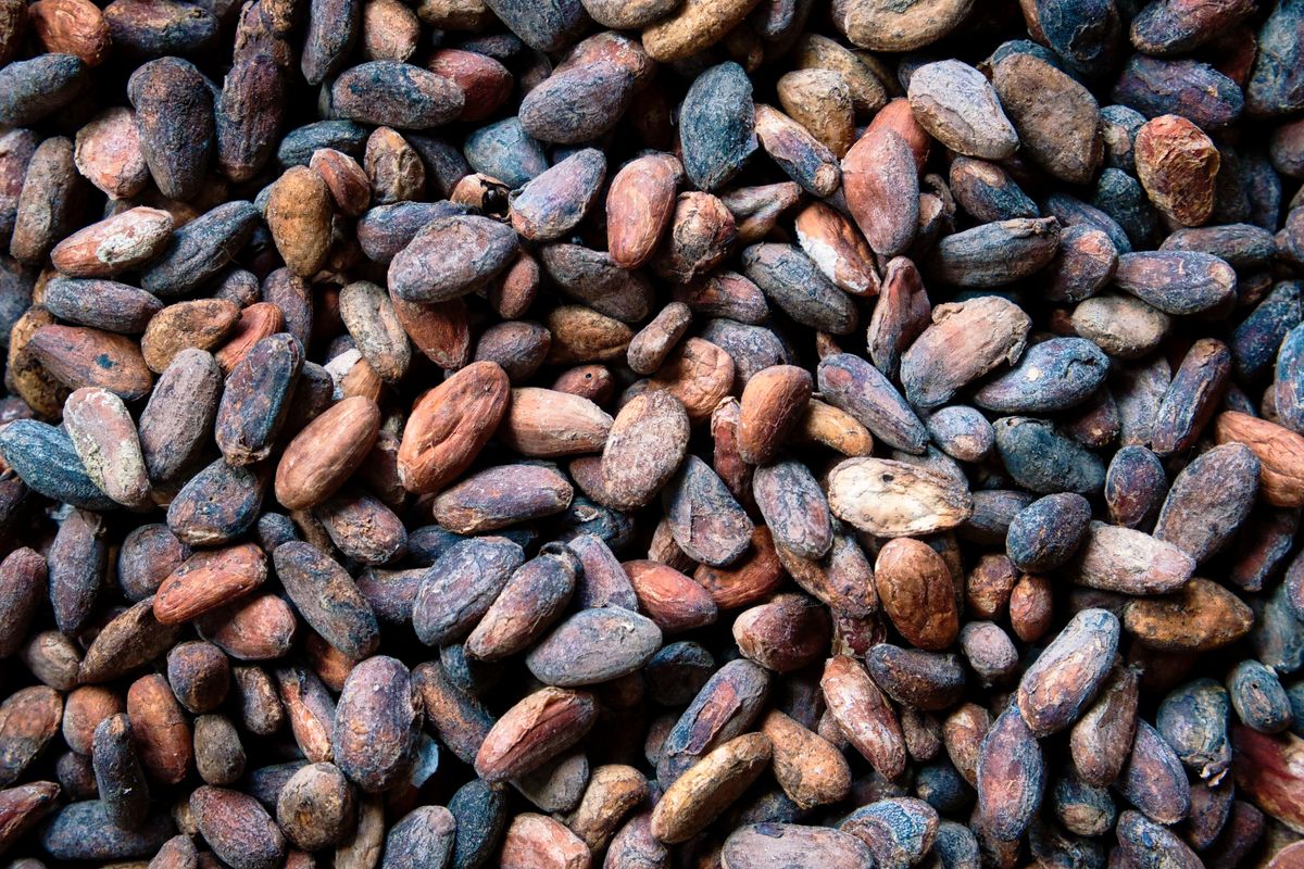 Grãos secos de cacau vistos de perto