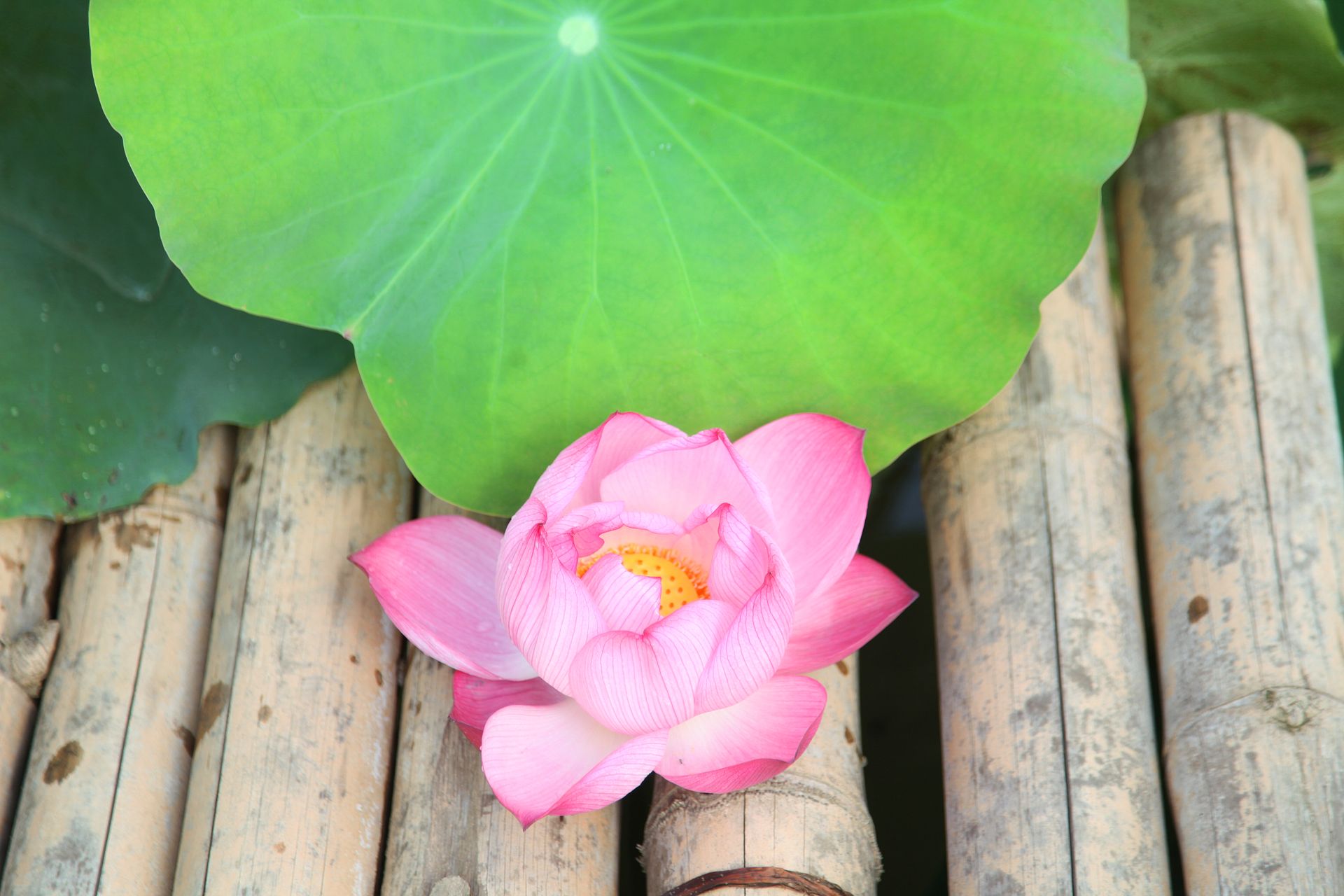 A vivid pink lotus flower resting on bamboo, surrounded by lush green leaves.