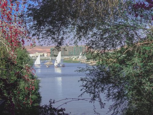 Free stock photo of egypt, green, nile Stock Photo