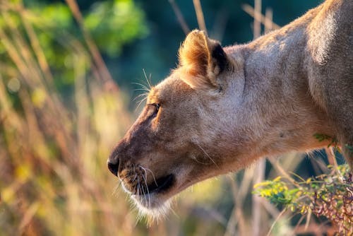 Free Close-up of a Lioness Stock Photo