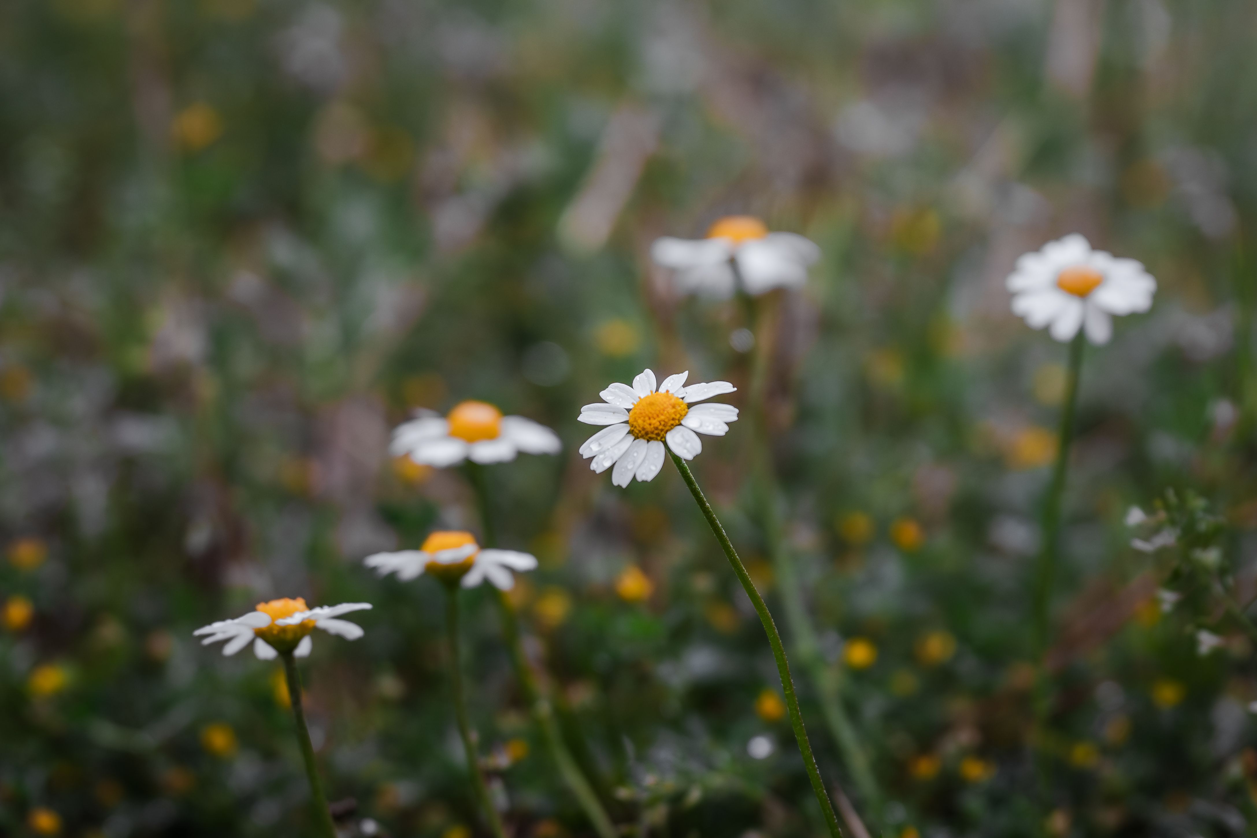 200.000+ Foto Spring 4k Wallpaper Terbaik · Unduh Gratis 100% · Foto ...