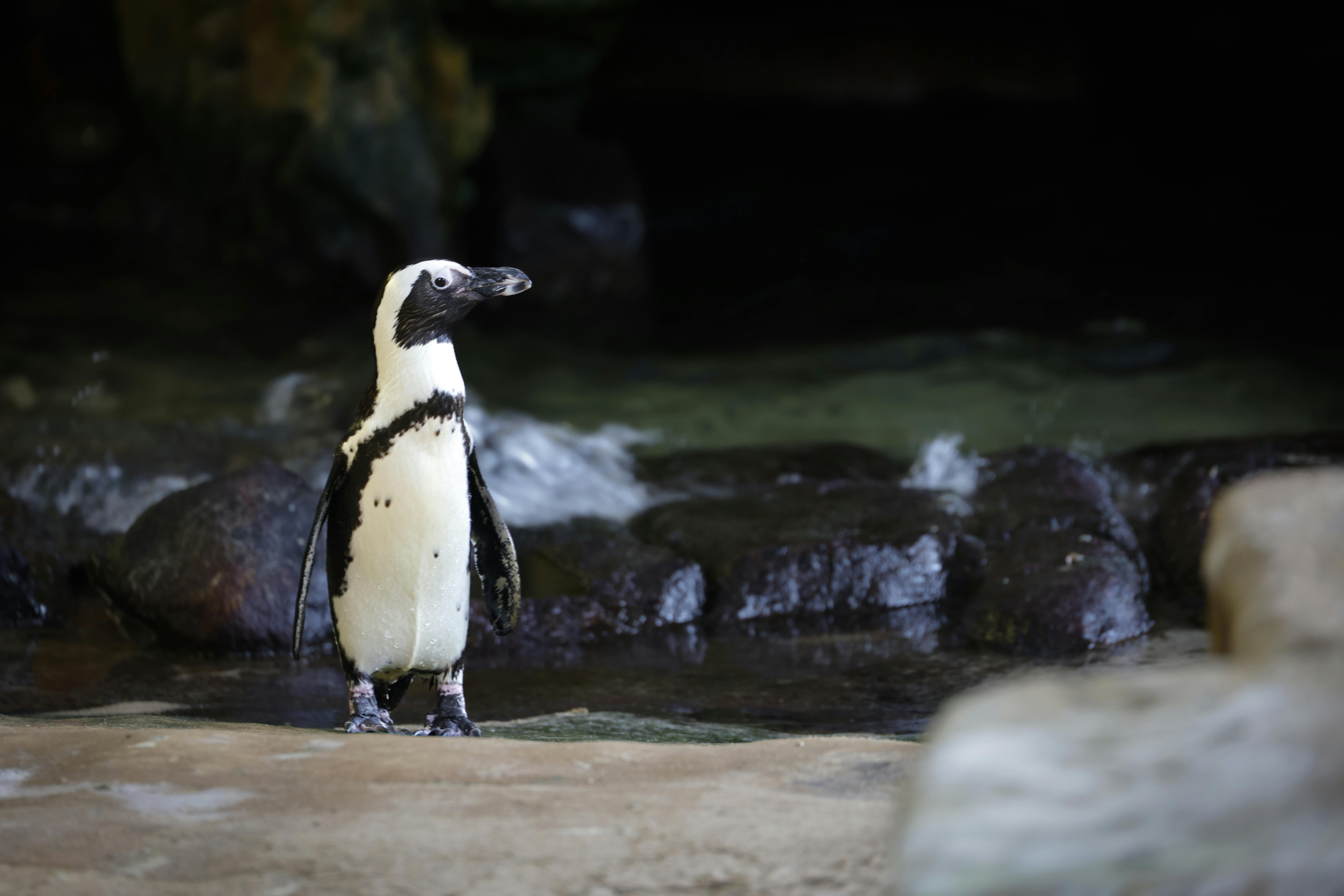 Undiscovered Ocean Species That Will Shock You