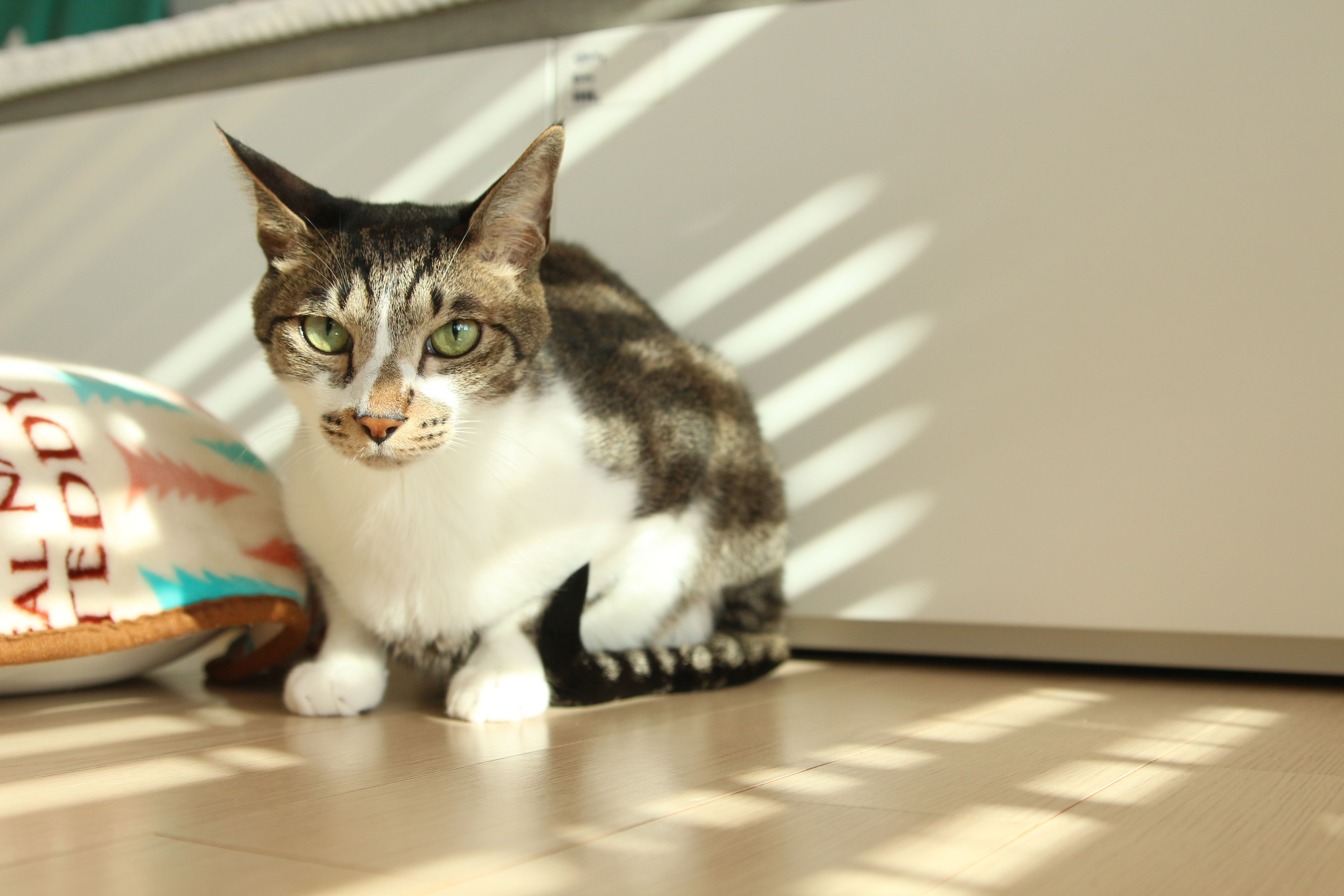 A tabby cat enjoying the warmth of sunlight indoors, with playful shadows around.