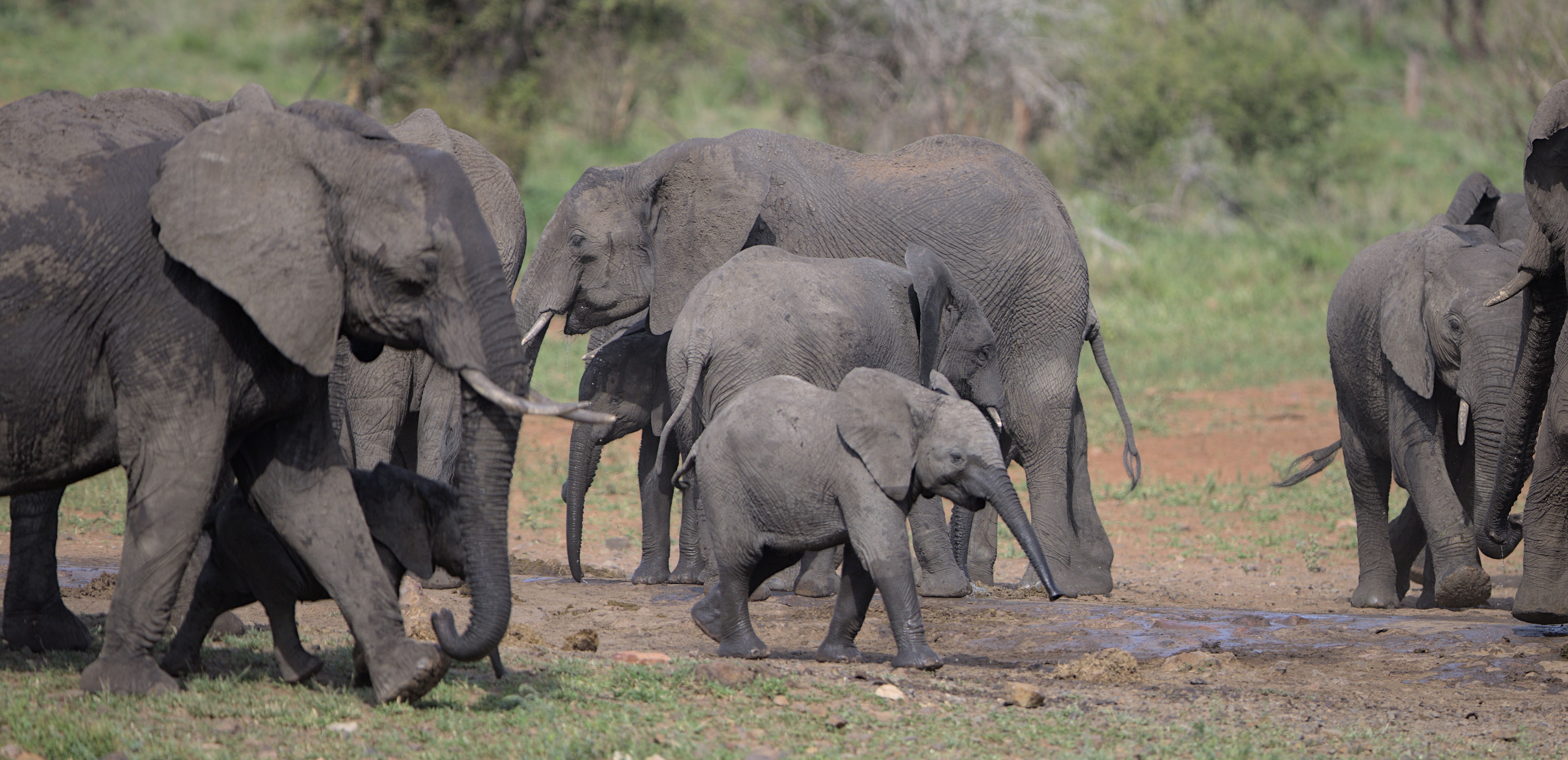 A herd of African elephants, including calves, gather at a waterhole in South Africa.
