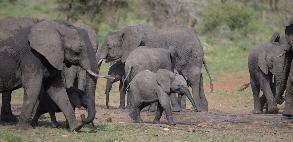 A herd of African elephants, including calves, gather at a waterhole in South Africa.