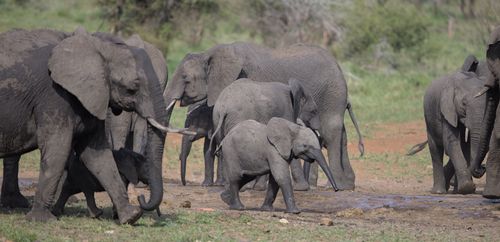 Free A herd of African elephants, including calves, gather at a waterhole in South Africa. Stock Photo