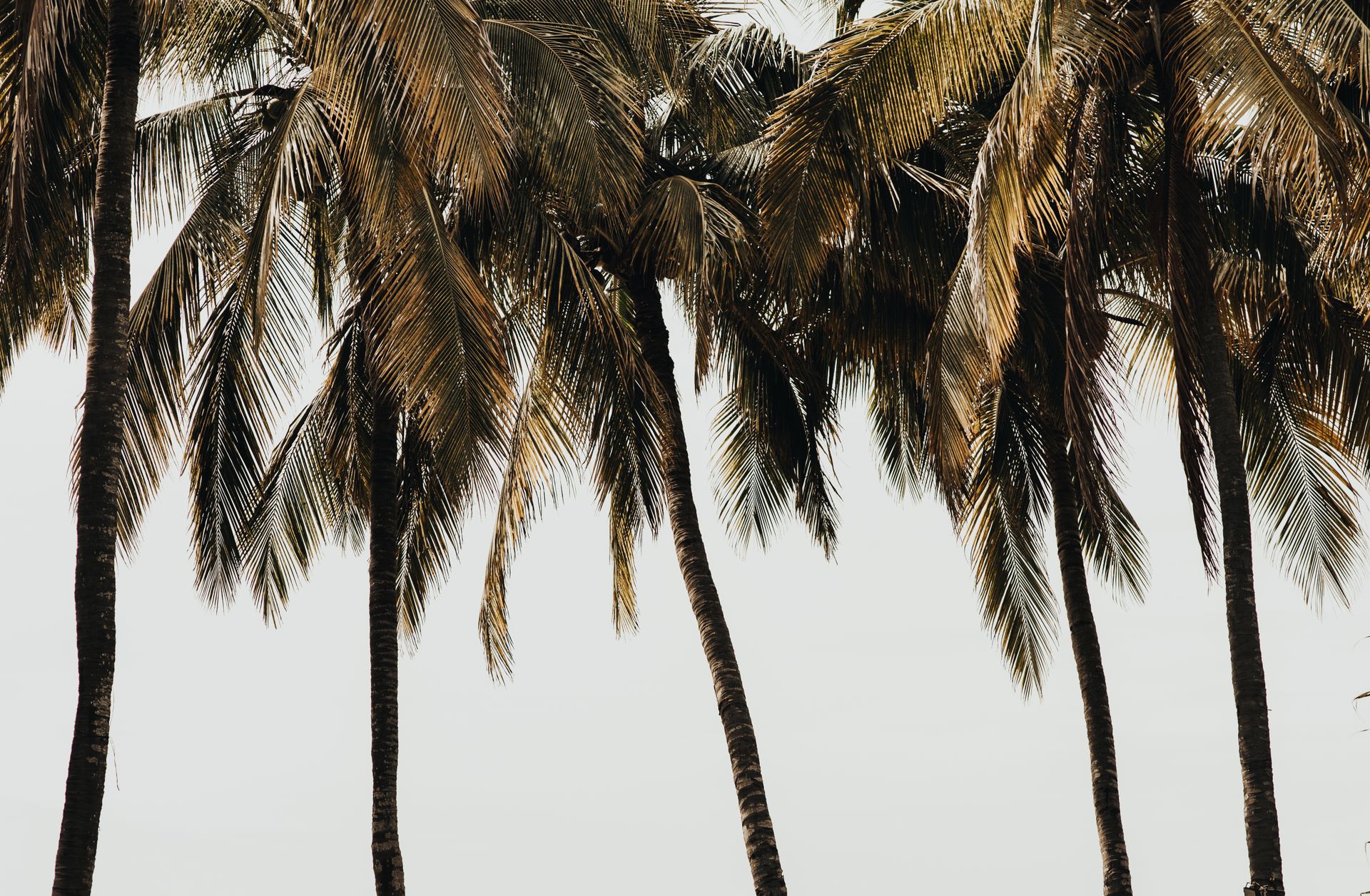 Low Angle Photo of Coconut Trees