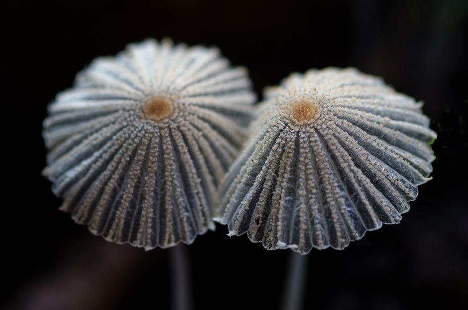 Detailed close-up of two puffball mushrooms with textured caps, highlighting natural patterns and earthy tones.