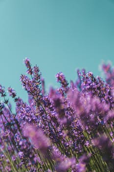 在清澈的蓝天下，充满活力的薰衣草花绽放，捕捉到了大自然之美的精髓