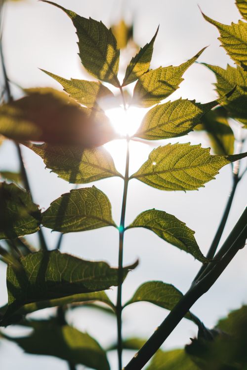 Free Close-up of sunlight filtering through vibrant green leaves creating a serene natural scene. Stock Photo