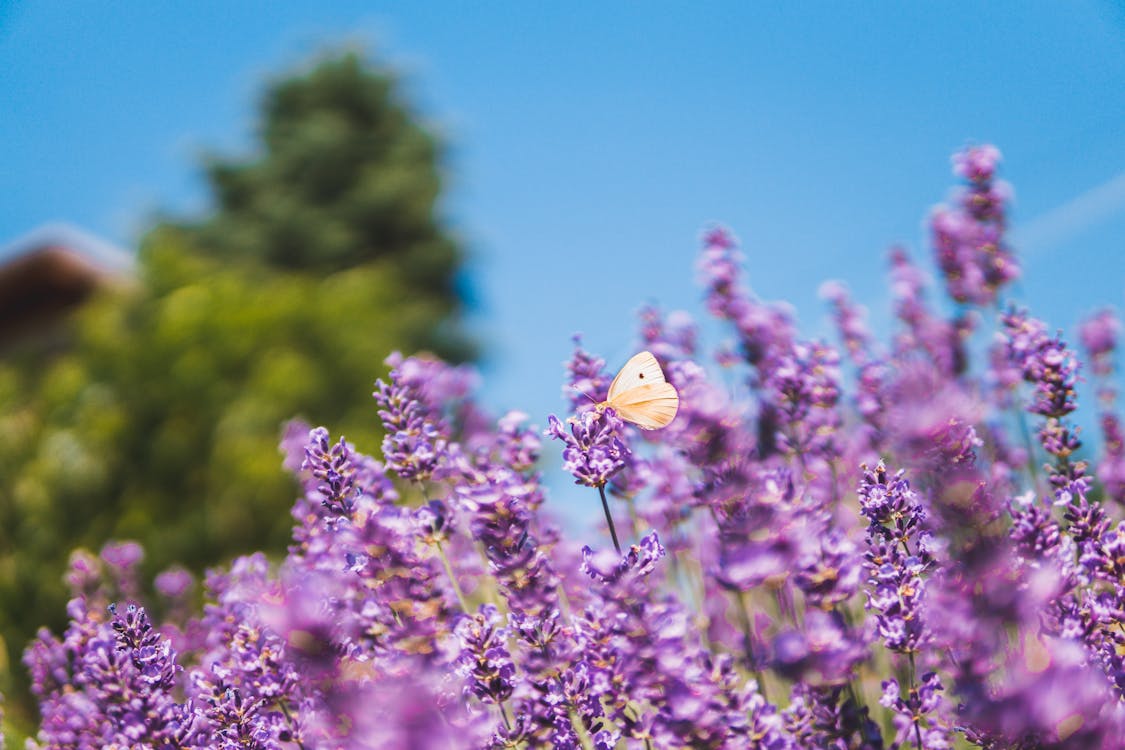 Fotobanka s bezplatnými fotkami na tému flóra, kvety, kvitnutie