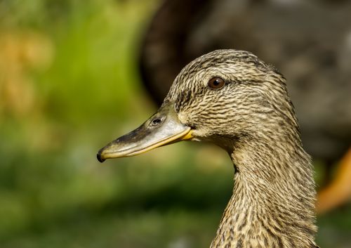 Free A detailed portrait of a female mallard duck (Anas platyrhynchos) captured outdoors in Salzgitter, Germany. Stock Photo