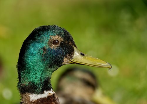 Free Detailed shot of a mallard duck with vibrant plumage in Salzgitter, Germany. Stock Photo
