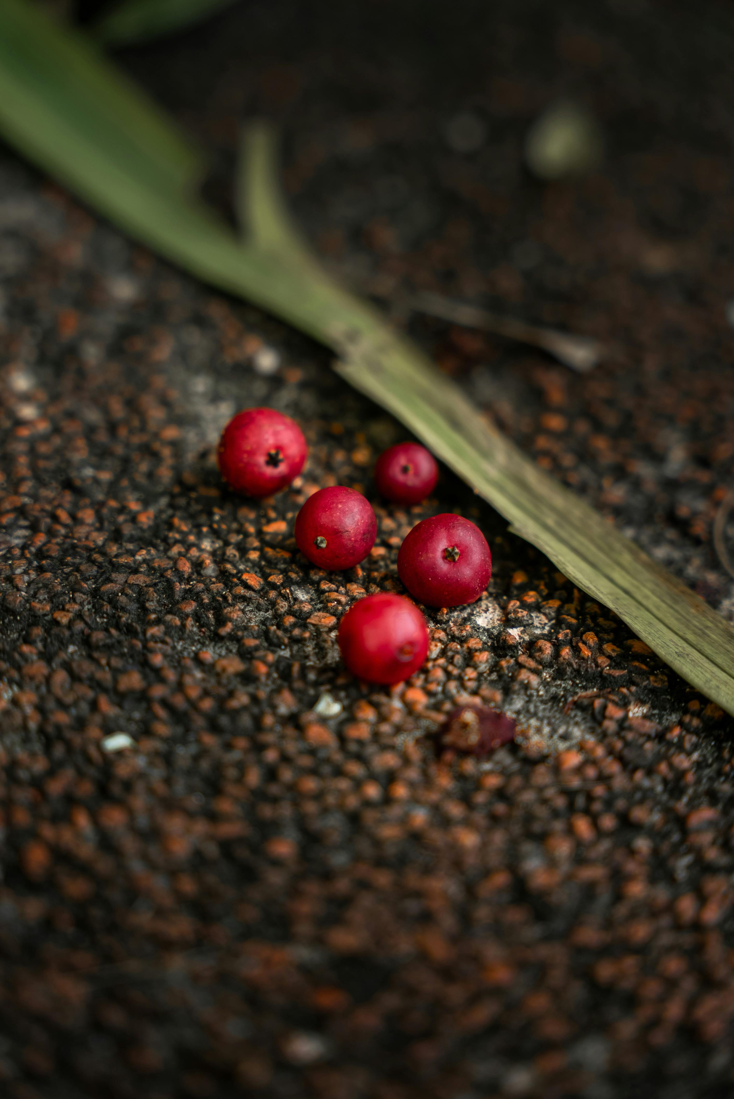 무료 캄보디아의 야외에서 촬영한, 질감이 있는 배경 위에 놓인 선명한 붉은 열매의 클로즈업 사진. 스톡 사진