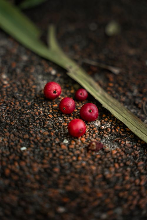 Free A close-up shot of vibrant red berries on a textured background, captured outdoors in Cambodia. Stock Photo