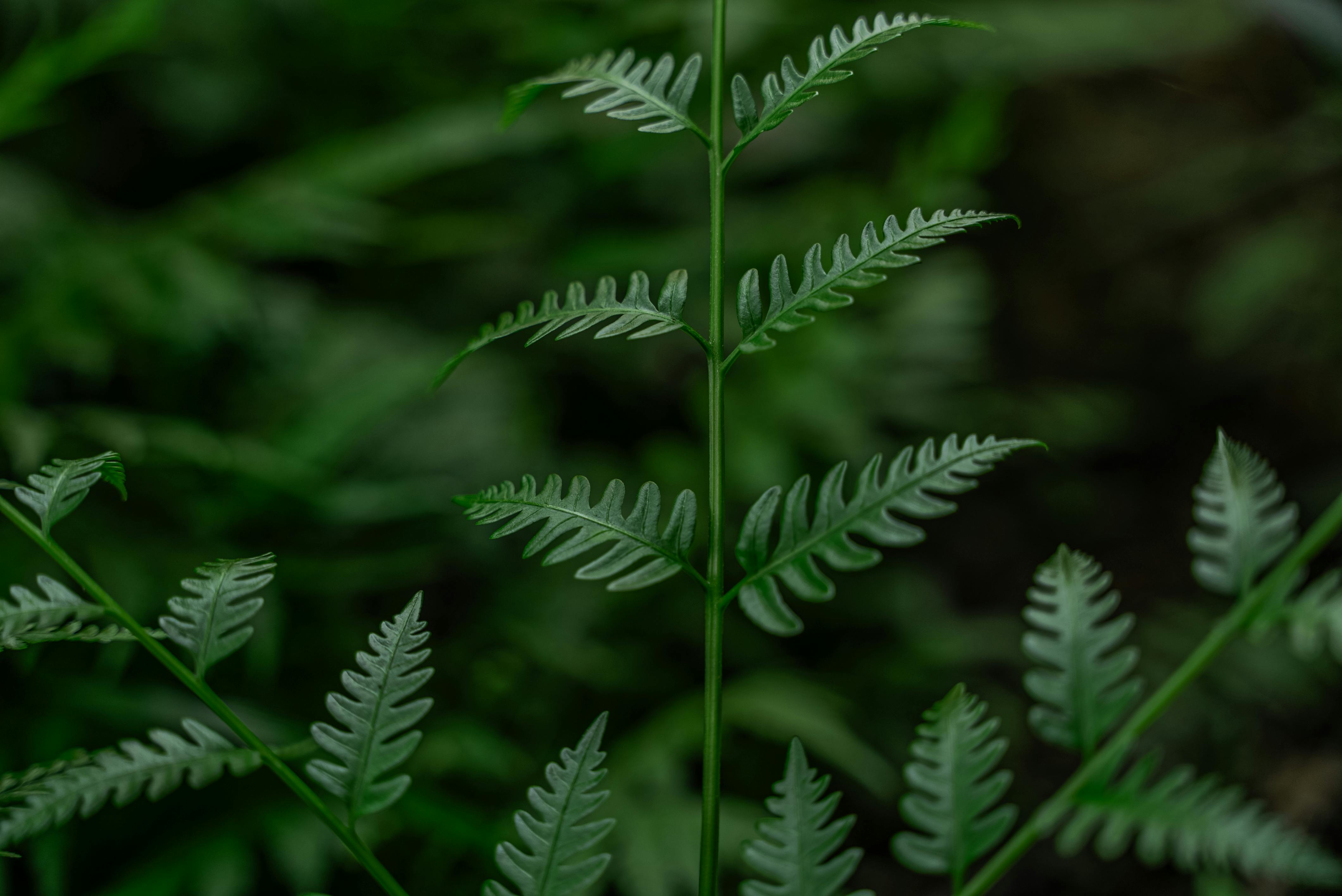 免費 特寫鏡頭展現了生機勃勃的蕨類植物葉片，以及柬埔寨特有的鬱鬱蔥蔥的綠色植物。 圖庫相片