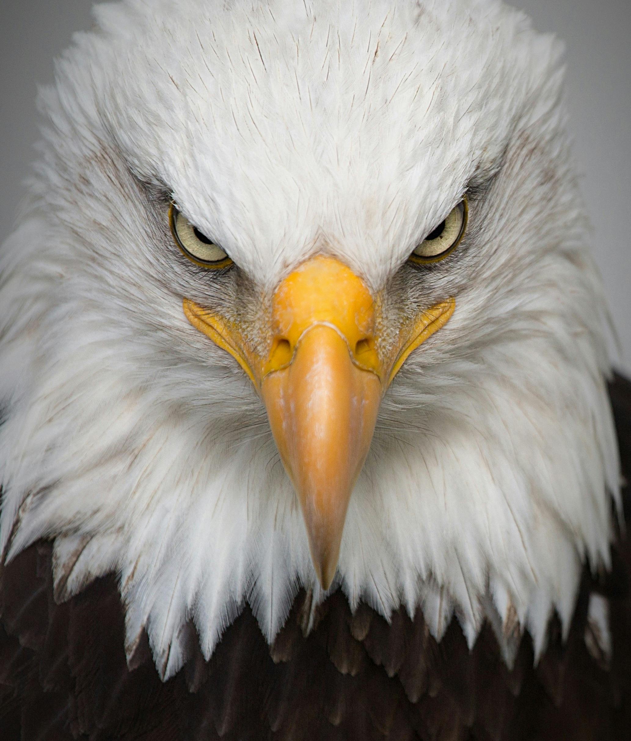 Free Stock Photo Of Animal Closeup Eagle