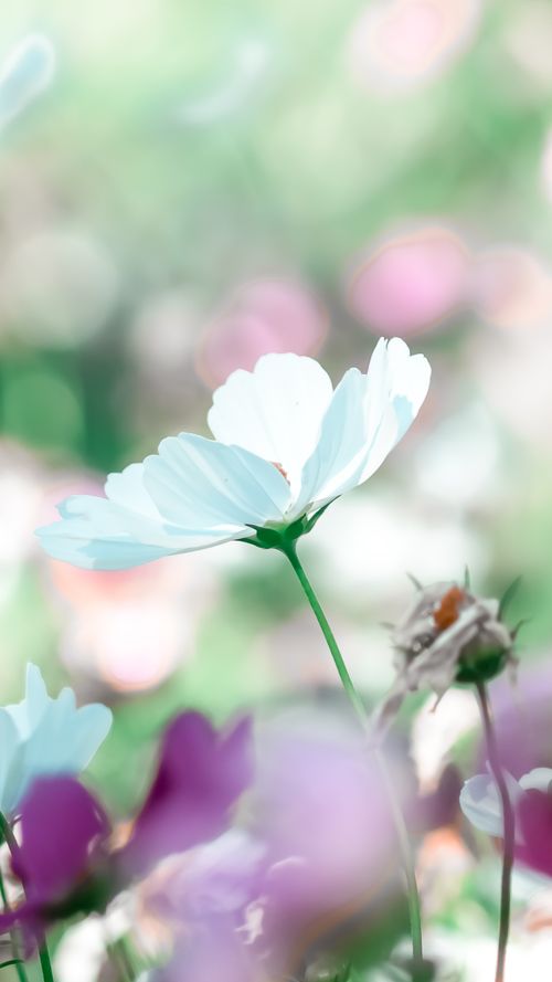 Elegant White Cosmos Flower In Soft Focus Free Stock Photo elegant-white-cosmos-flower-in-soft-focus-free-stock-photo