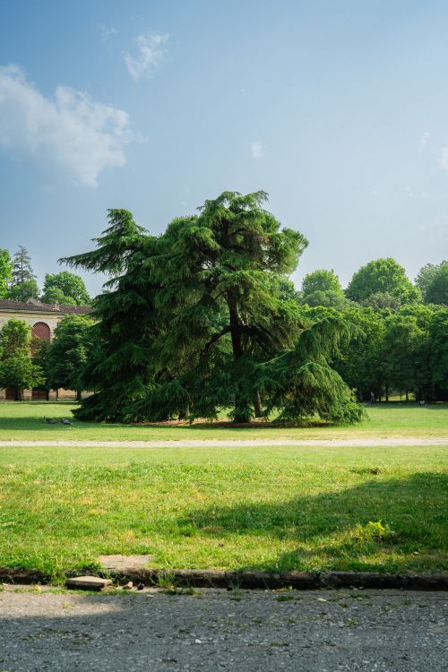 Free A lush cedar tree stands prominently in a serene park in Florencia, Italy, on a sunny day. Stock Photo