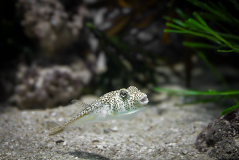 Close-up of a spotted puffer fish swimming in a beautifully arranged aquarium.