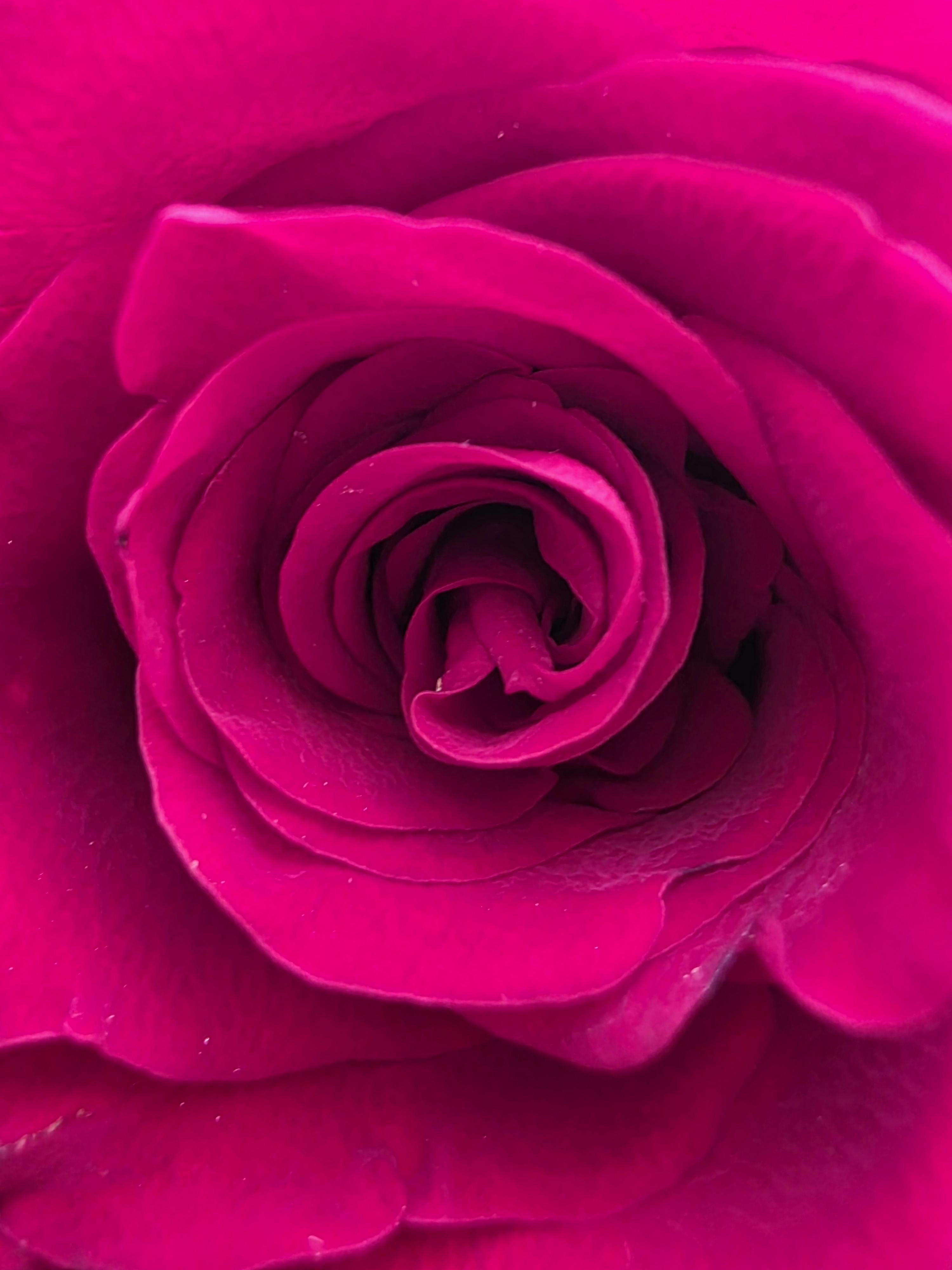 [ColoSach]-a-stunning-macro-shot-of-vibrant-red-rose-petals-showcasing-nature's-beauty.