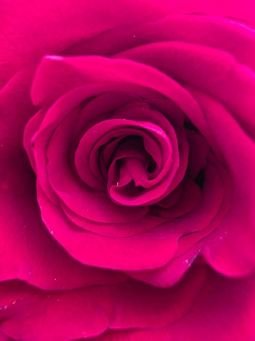 Free A stunning macro shot of vibrant red rose petals showcasing nature's beauty. Stock Photo