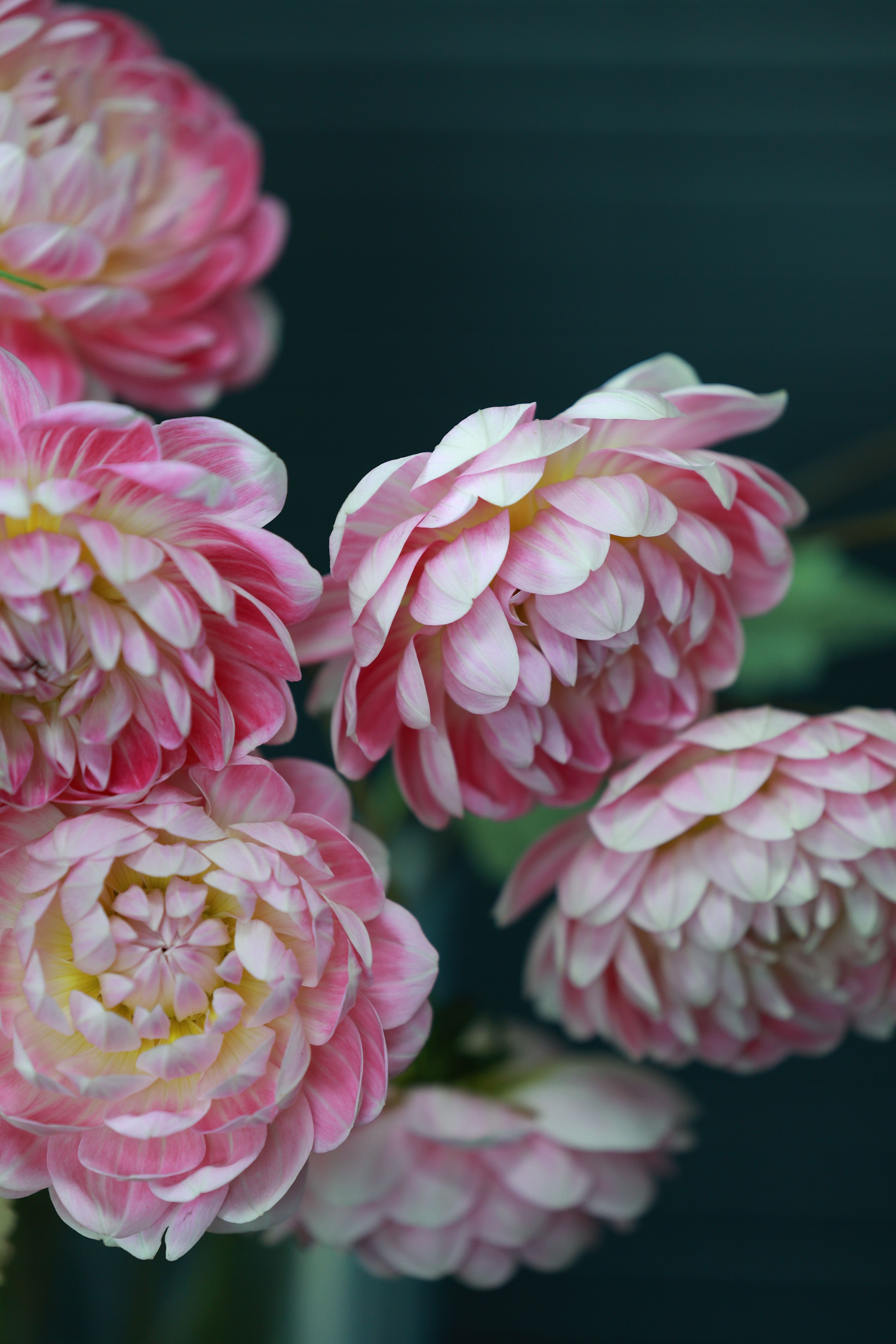 Vibrant Pink Dahlia Flowers Close-Up Nature Photography · Free Stock Photo