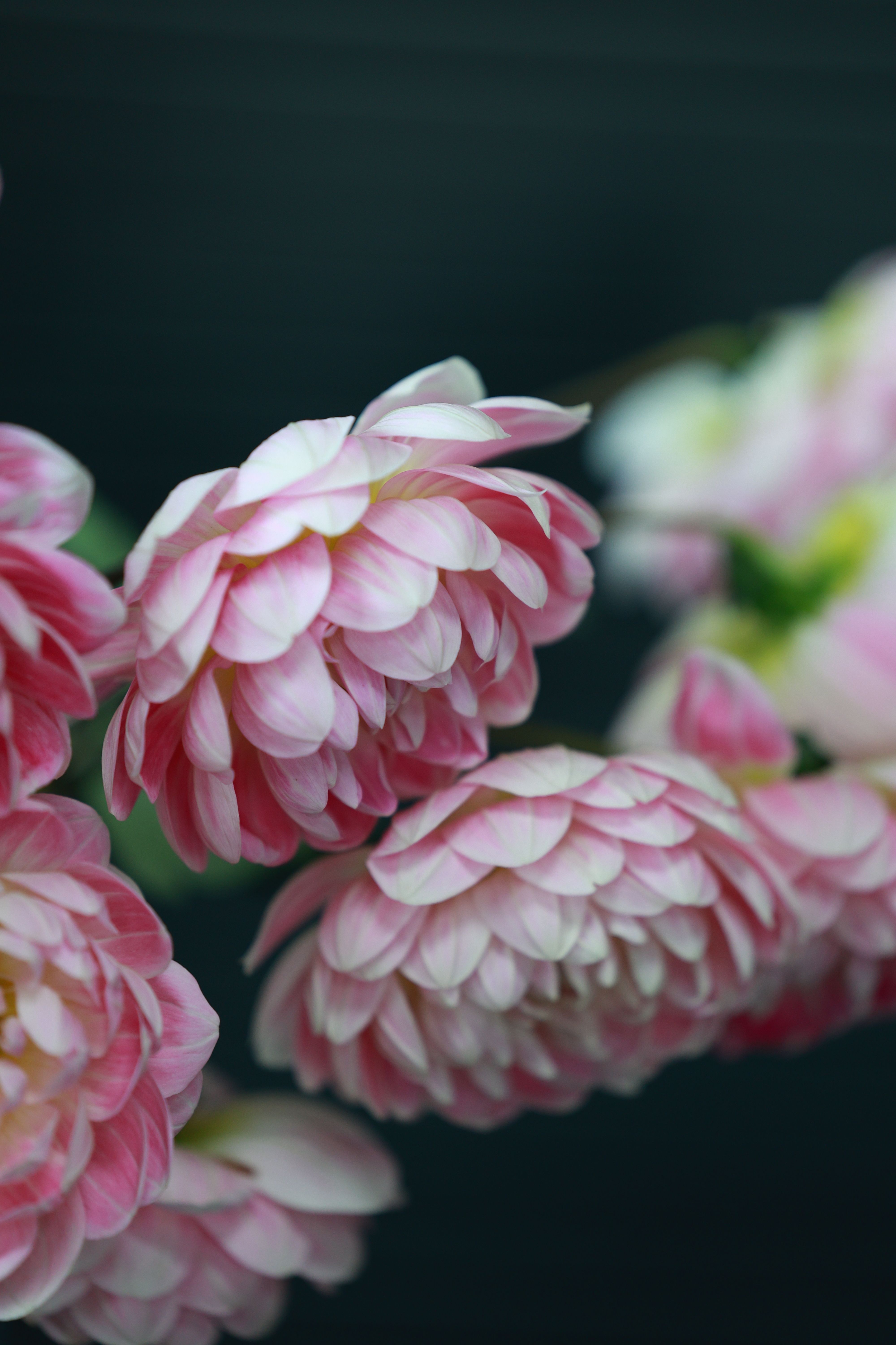 Close-Up of Pink Dahlia Flowers Against Dark Background · Free Stock Photo
