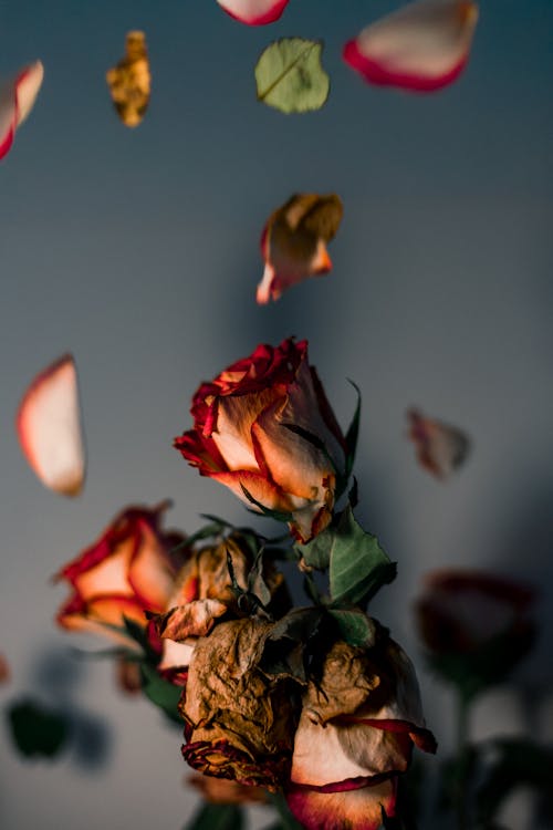 Roses 4k Photos, Download The BEST Free Roses 4k Stock Photos & HD Images