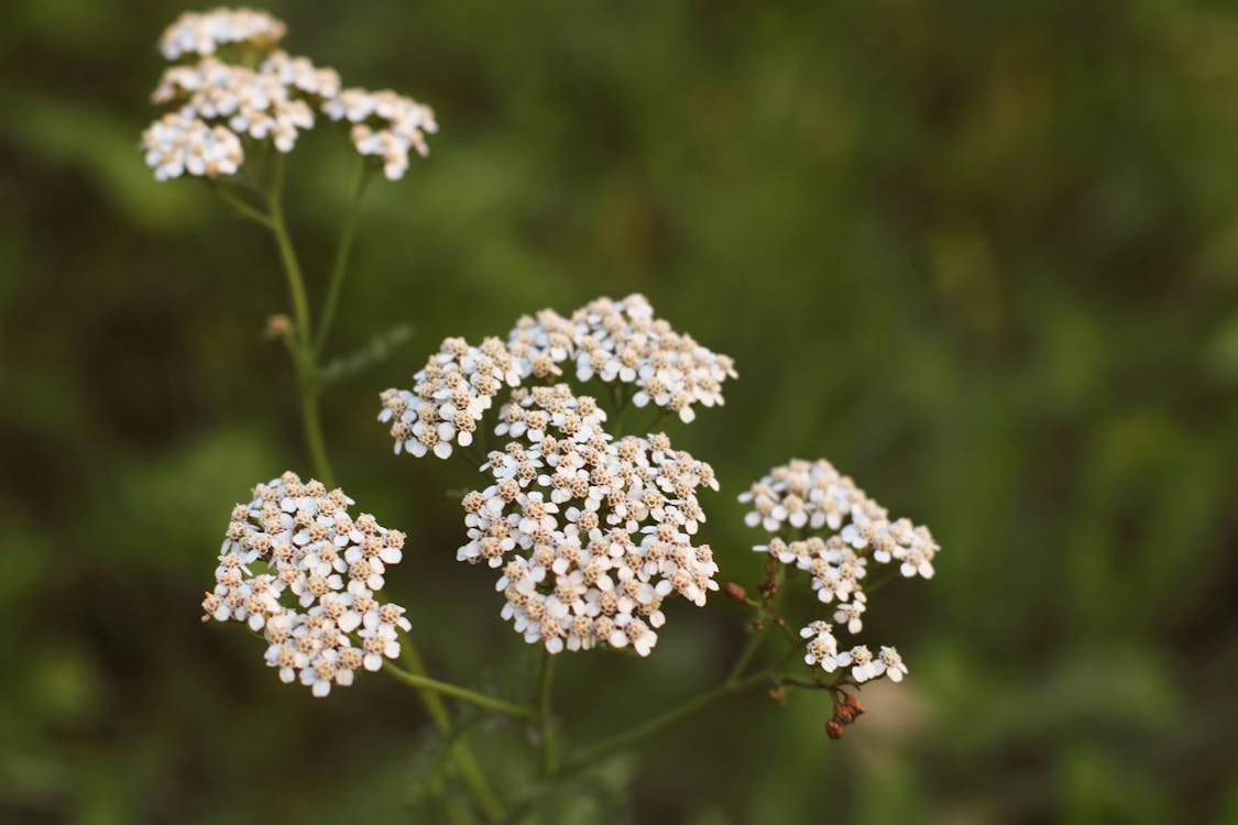 Free stock photo of flowers, nature, nature background