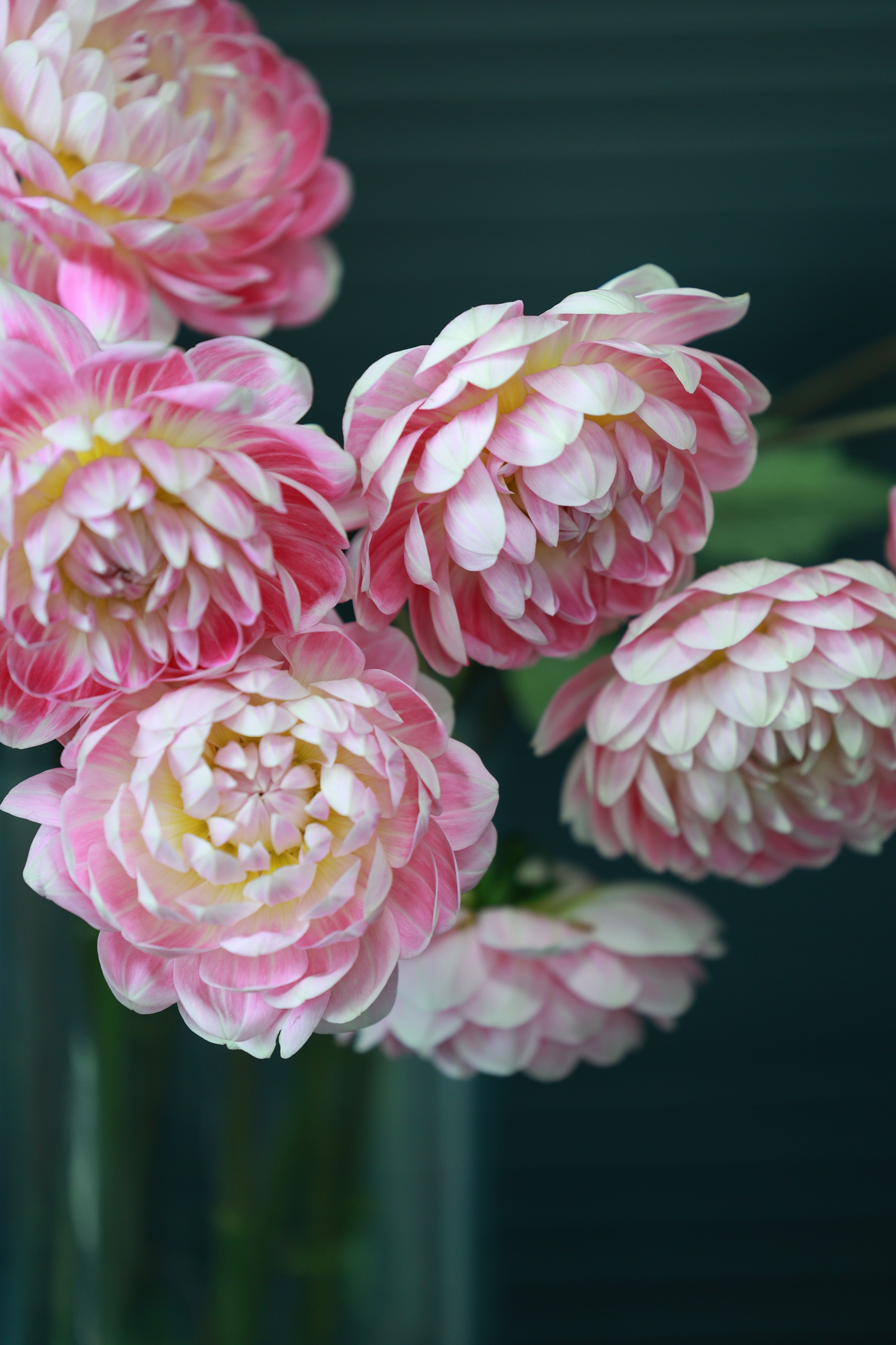 Soft Pink Dahlias in Full Bloom Indoors · Free Stock