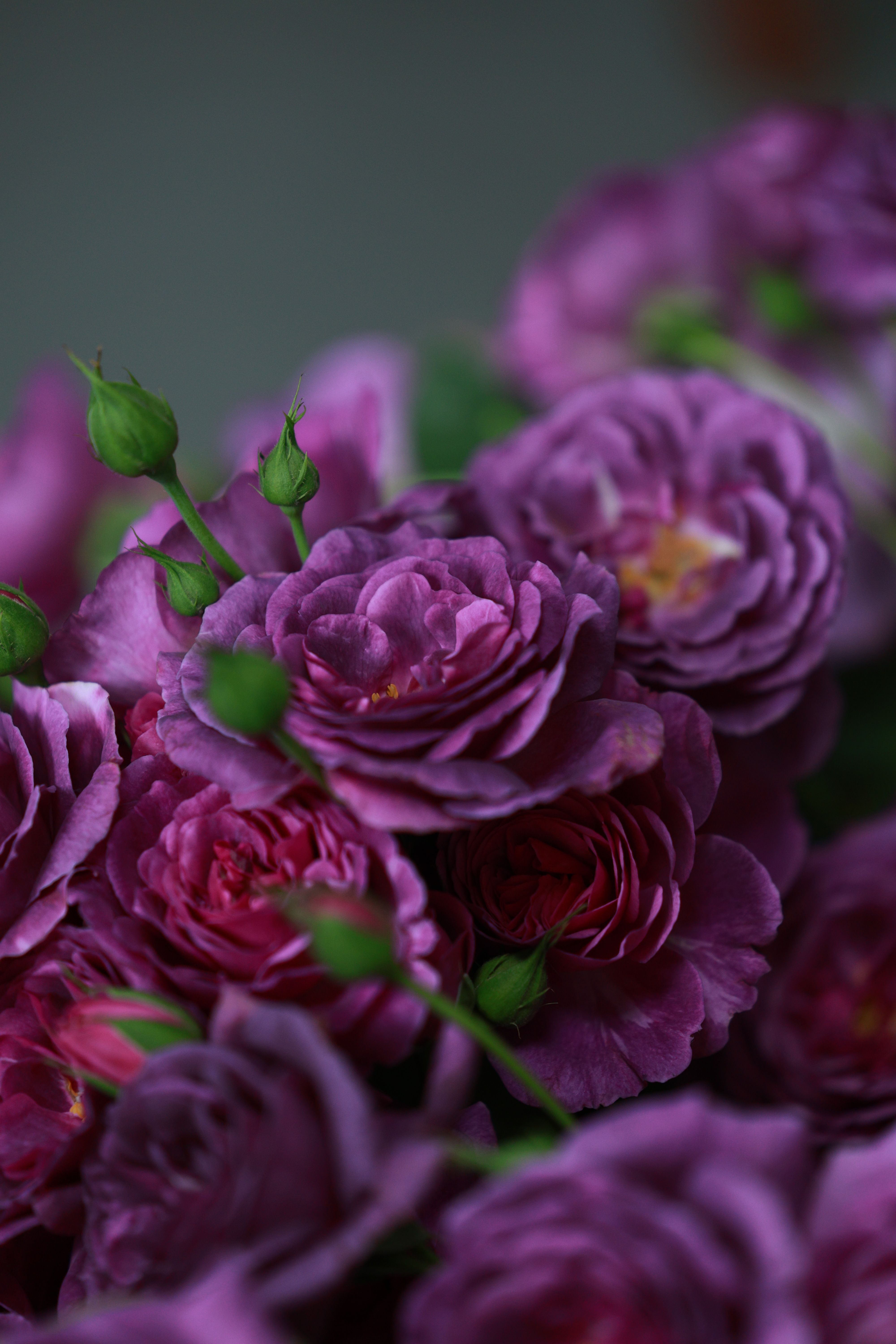 Vibrant Purple Roses in Bloom Close-up · Free Stock Photo