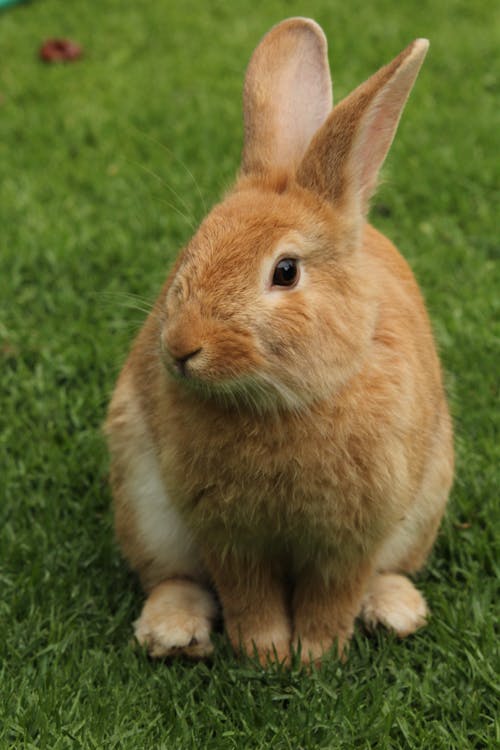 Free Крупный план кролика на поле Stock Photo