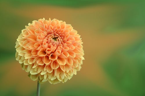 Free Close-up of Dahlia Blooming Outdoors Stock Photo