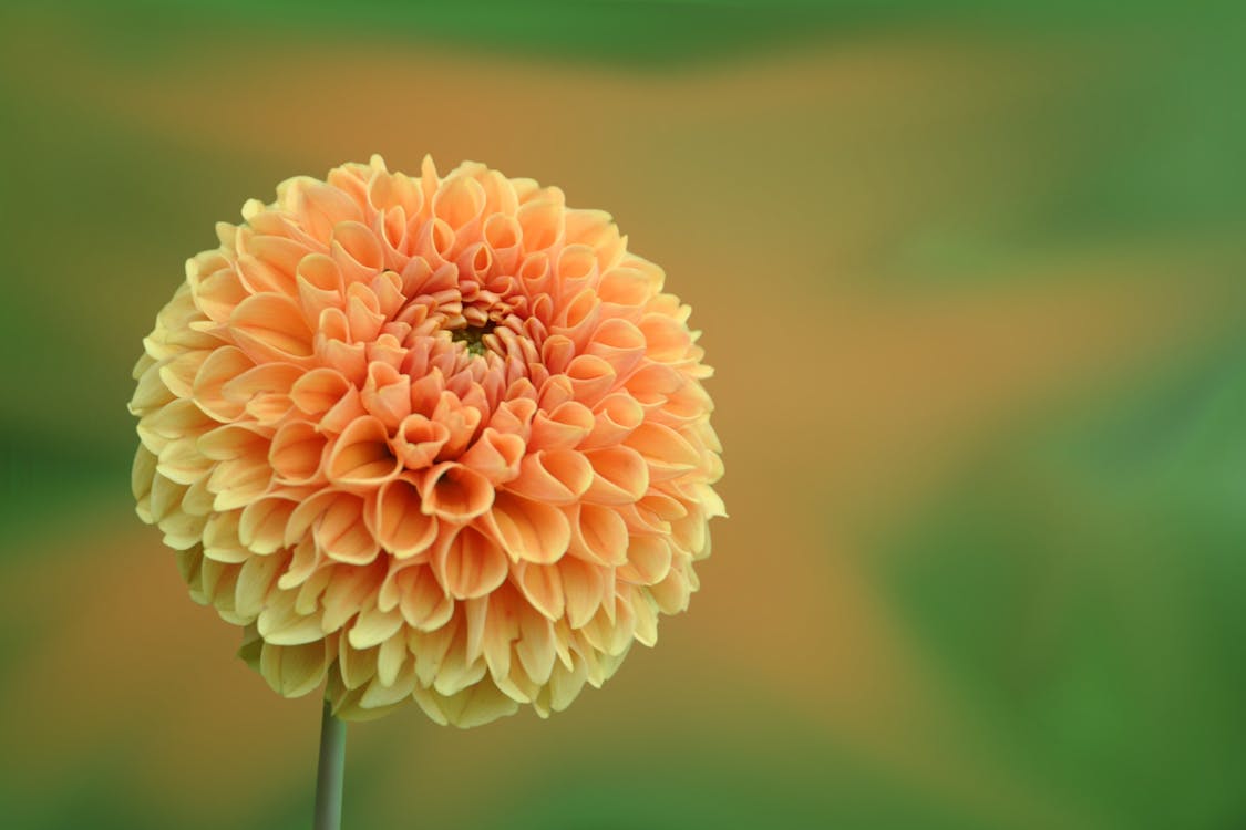 Close-up of Dahlia Blooming Outdoors