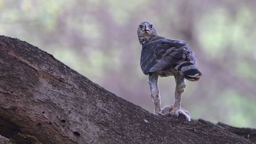 Free African crowned eagle perched on a tree in Kruger National Park. Stock Photo