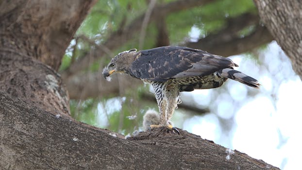Stunning capture of a crowned hawk-eagle perched in Kruger National Park, South Africa.