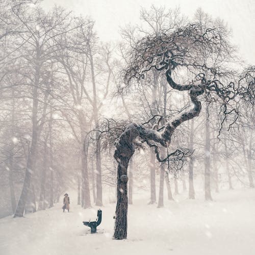 Free Bare Trees on Snow Covered Landscape Stock Photo