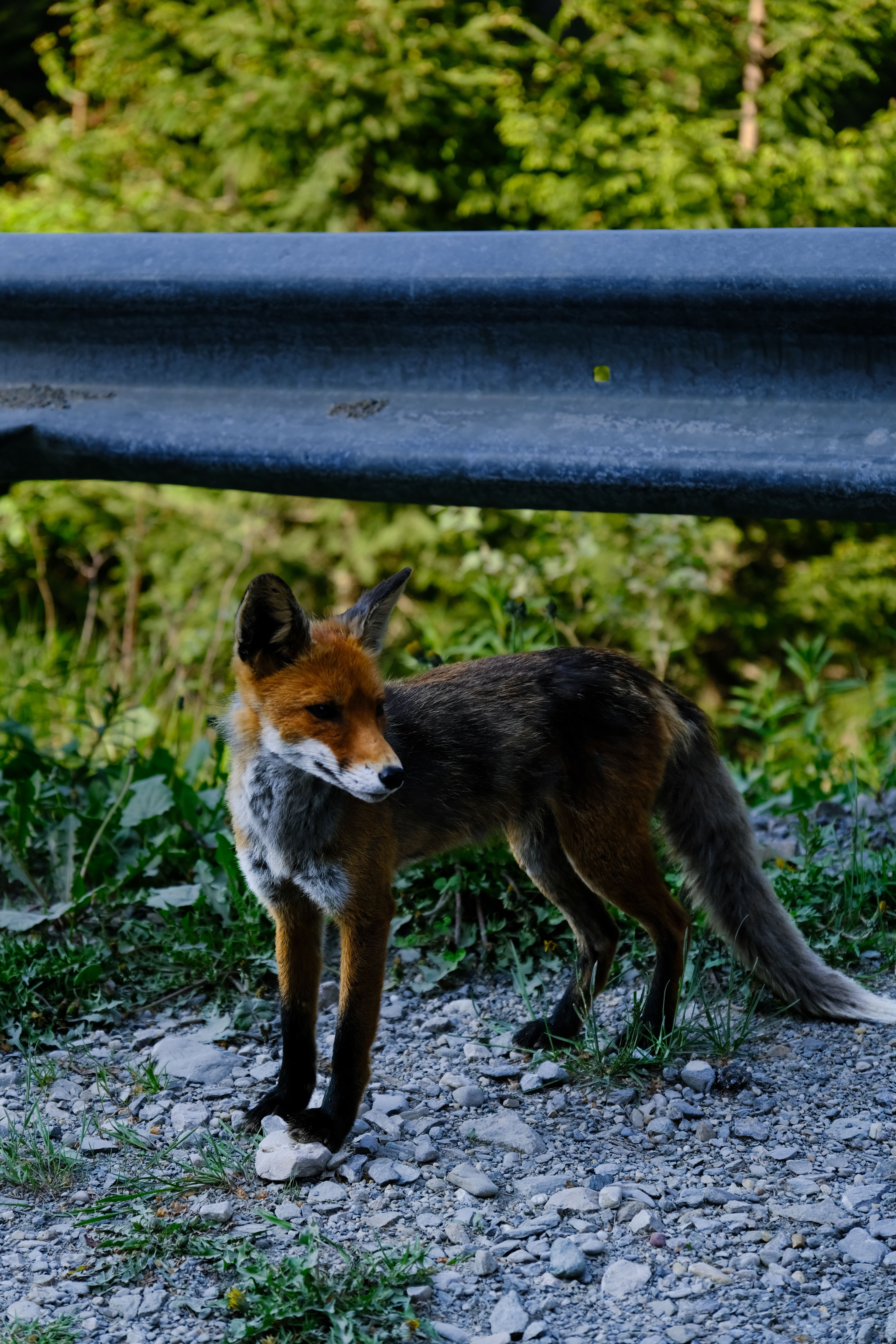 A curious wild fox standing beside a metal roadside barrier with lush greenery in the background.