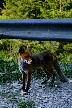 fox photo