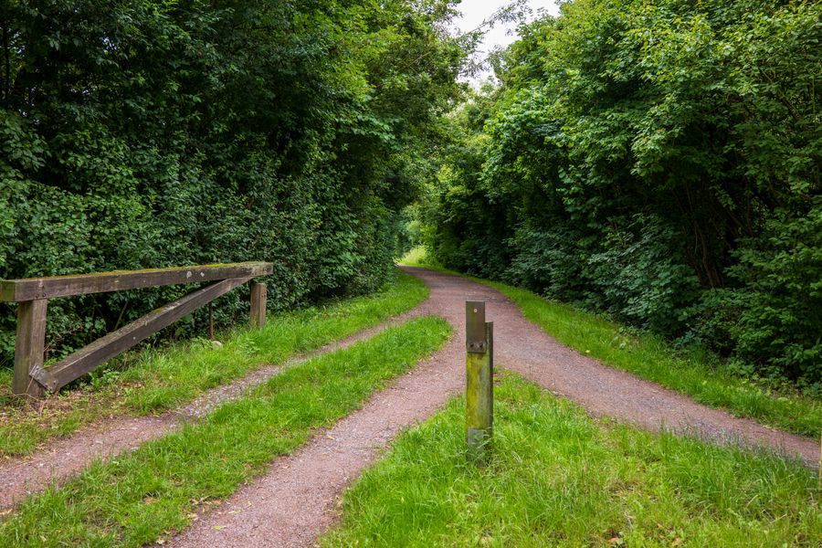 Tranquil forest path curving through lush greenery creating a serene summer scene.