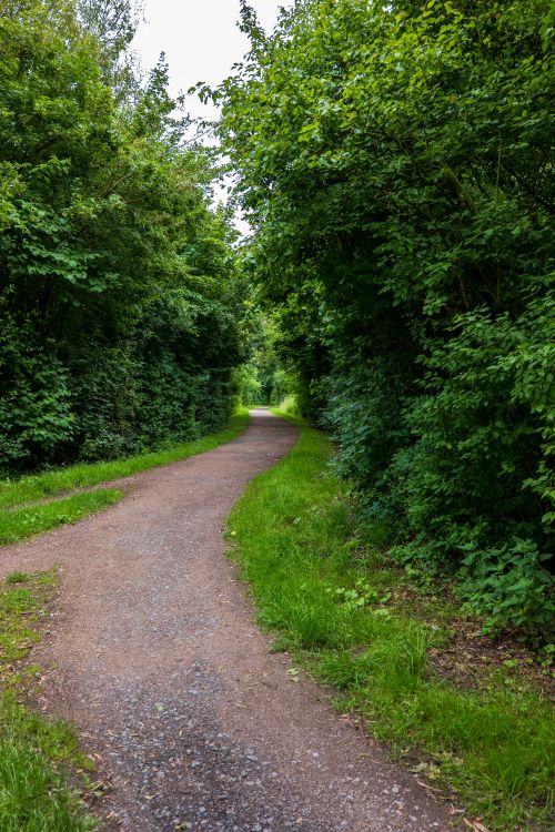 Free A winding path through a lush, green forest in summer, perfect for hiking. Stock Photo