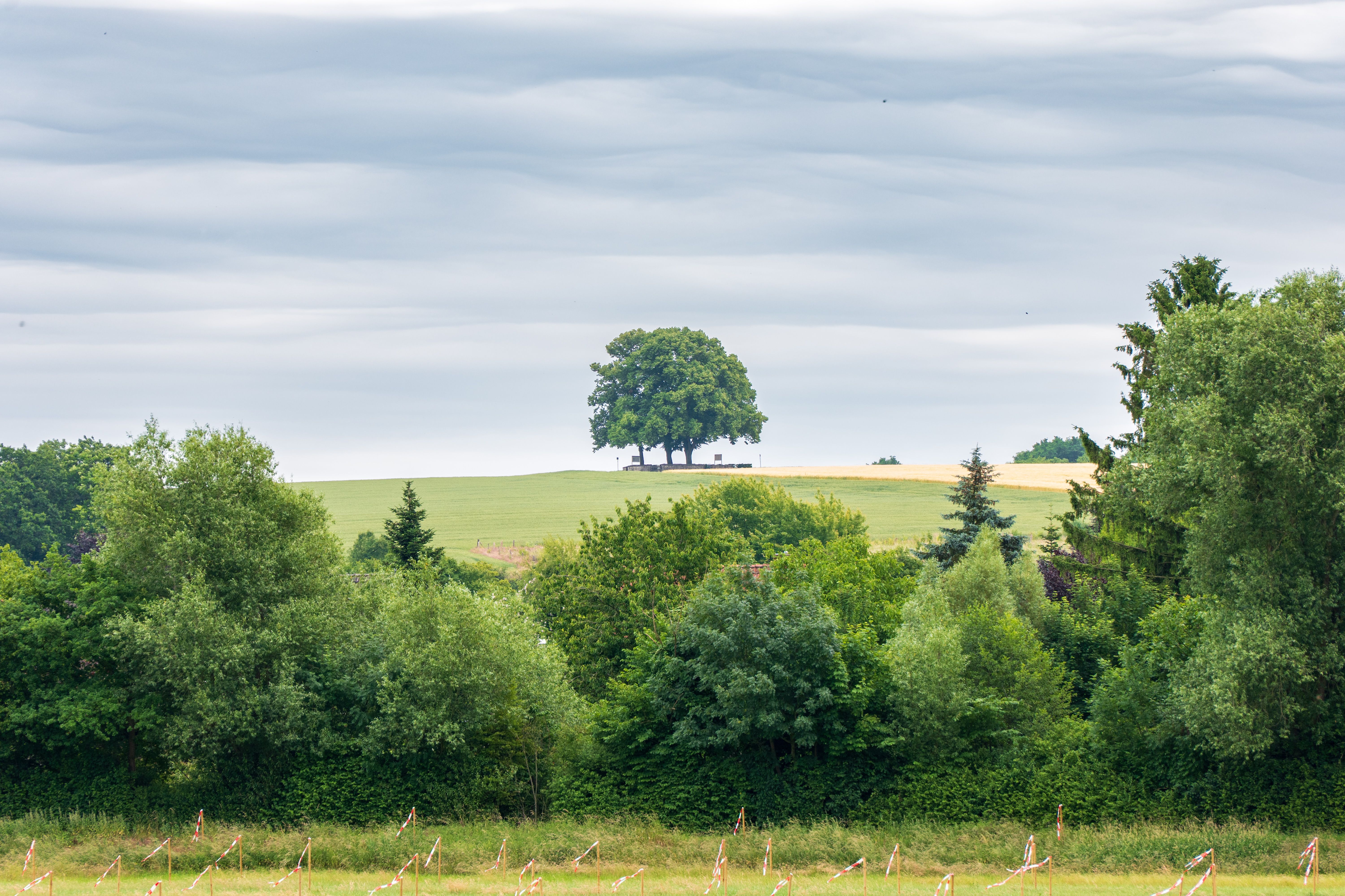 Idyllic Summer Landscape with Lone Oak Tree · Free Stock Photo