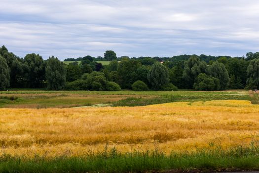 Vast golden wheat field bordered by lush green forest under an overcast sky.